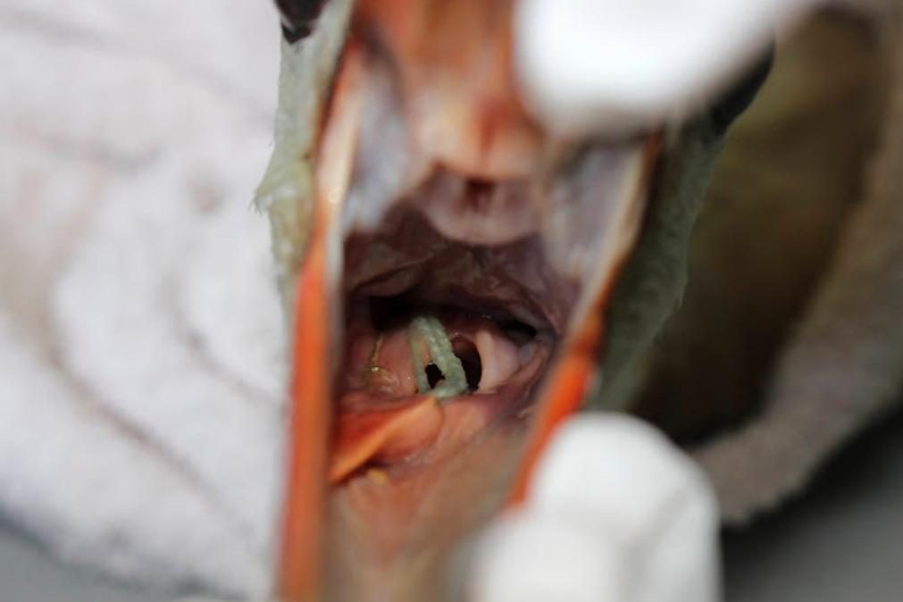 Veterinários salvam cegonha que engoliu tampão higiénico