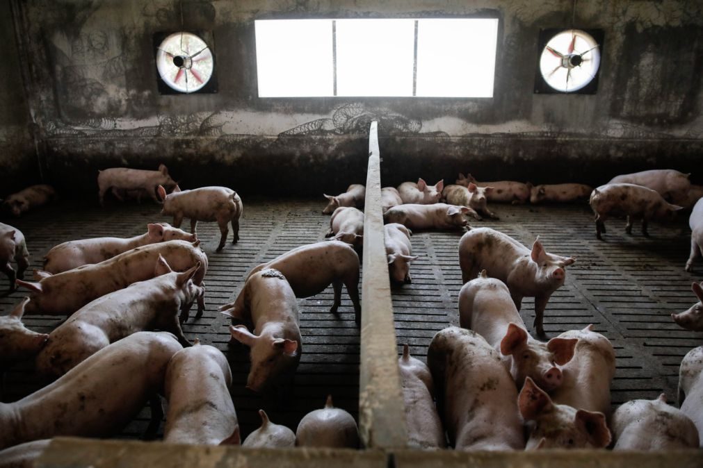 China emite plano para atingir autossuficiência na produção de carne de porco