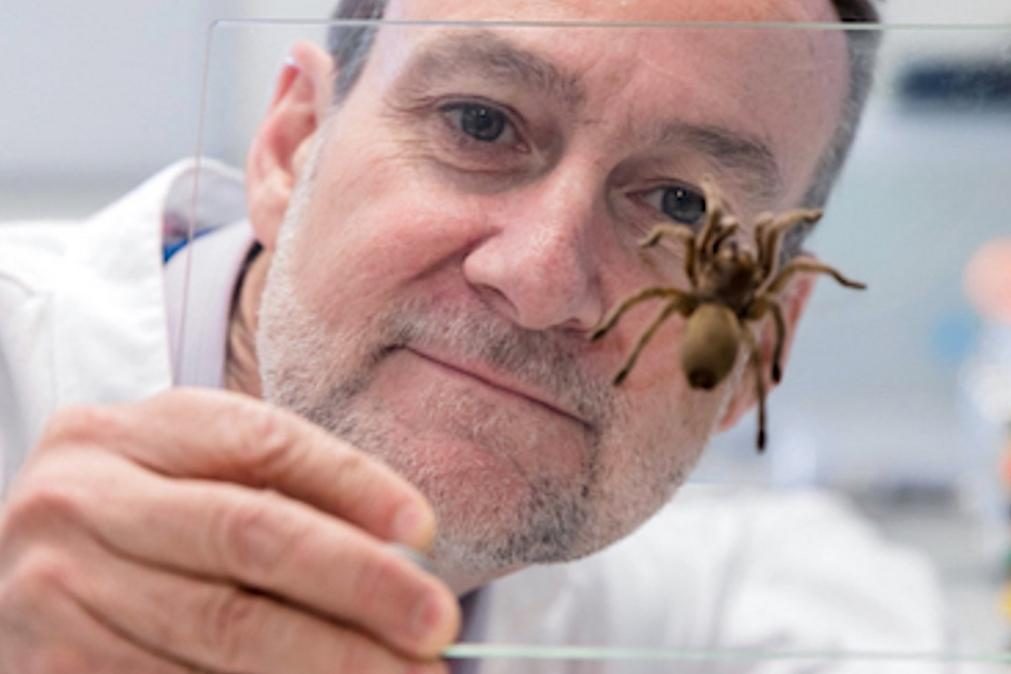 Vítimas de ataque cardíaco podem vir a ser tratadas com veneno mortal de aranha australiana