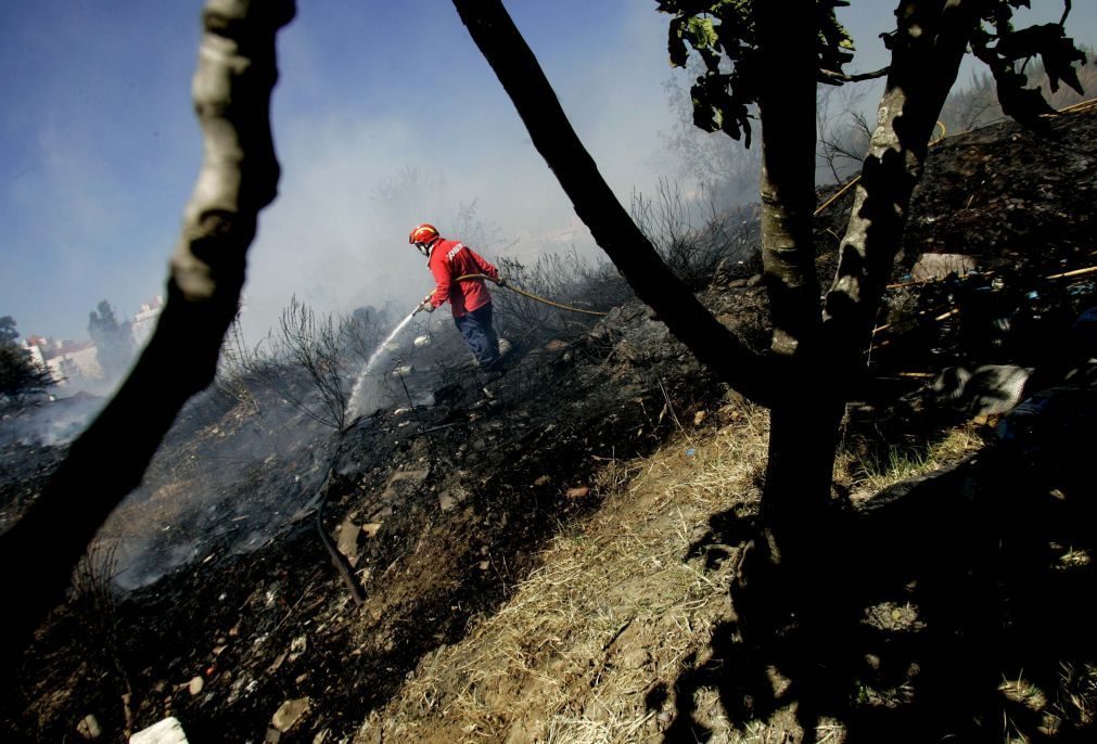 Incêndio em fábrica de paletes combatido por 65 bombeiros em Tomar