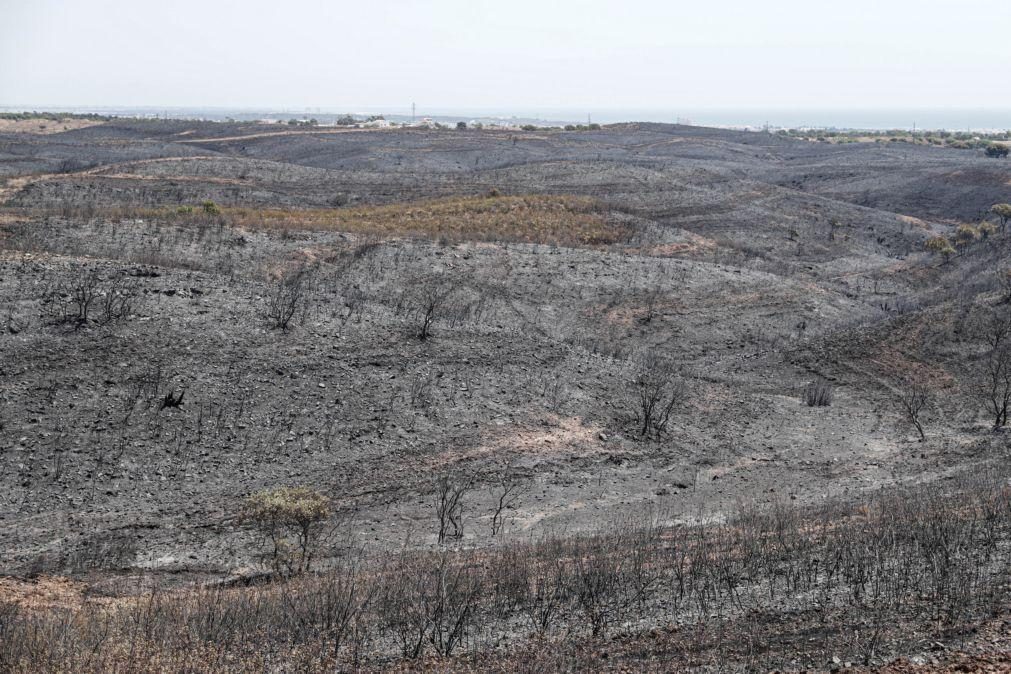 Incêndio de Castro Marim. 14 animais carbonizados e 6.700 hectares afetados