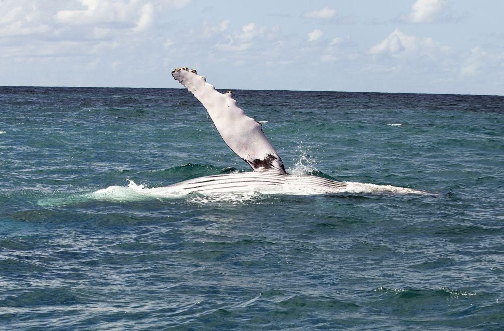 Morte de baleias jubarte bate recorde no litoral do Brasil este ano