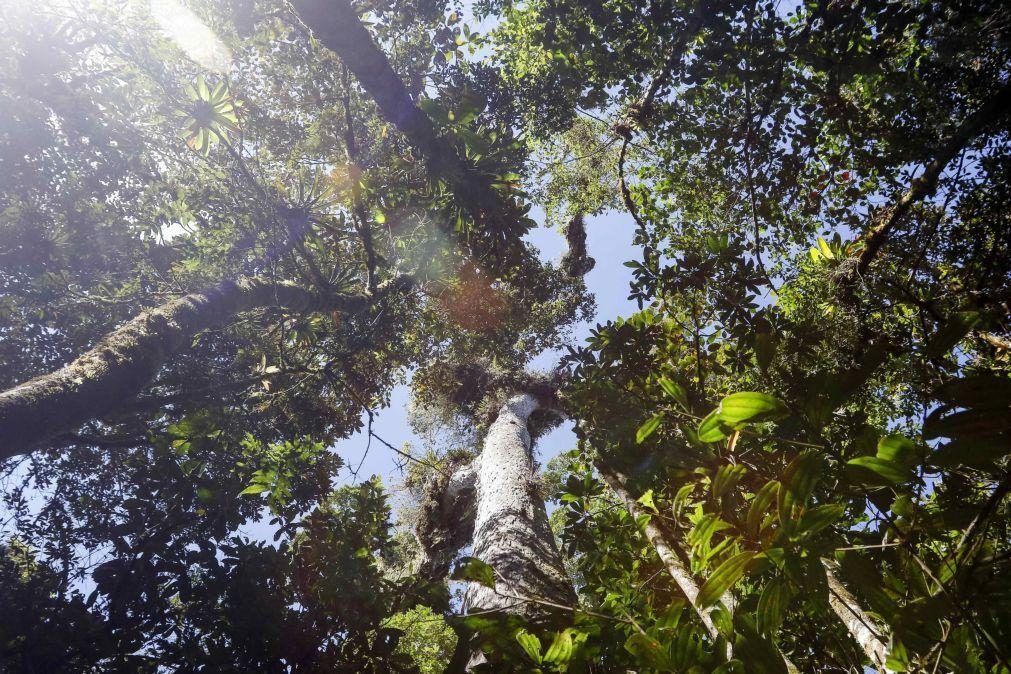 Crianças que vivem em zonas com mais vegetação têm menos alergias