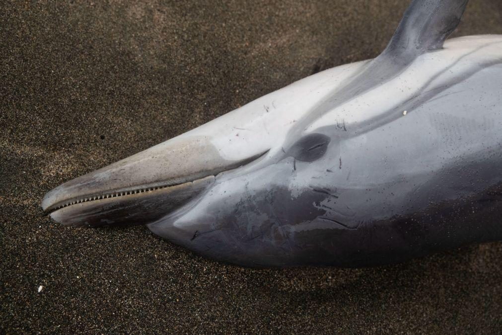 Ilhas Faroé abateram mais de 1.400 golfinhos em caçada tradicional