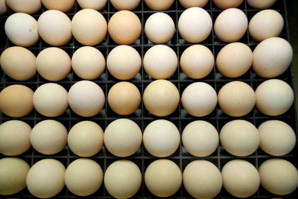 Moçambique acaba com interdição de importação de ovos férteis da África do Sul