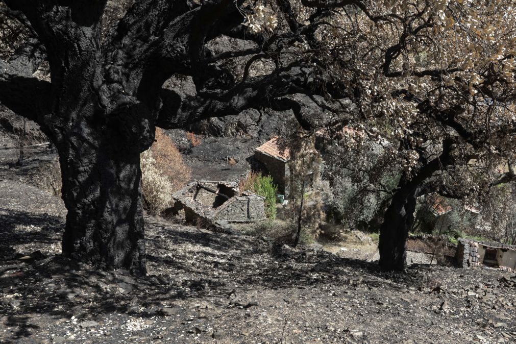 Incêndios: Prevenção custaria 165 milhões ano, fogos custam mil milhões