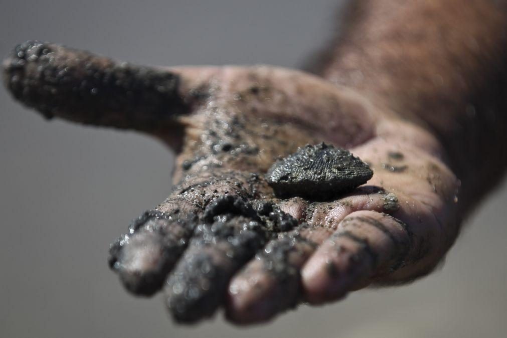 Apreendidas nove toneladas de bivalves no concelho de Olhão