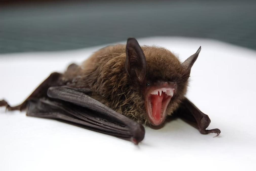 Covid-19: Cientistas de Wuhan queriam infetar morcegos em 2018, revela relatório