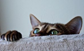 Pandemia provocou stress grave em gatos: saiba como ajudá-los