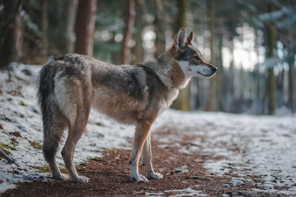 Falso terapeuta viola jovem e abandona-a aos lobos no Gerês