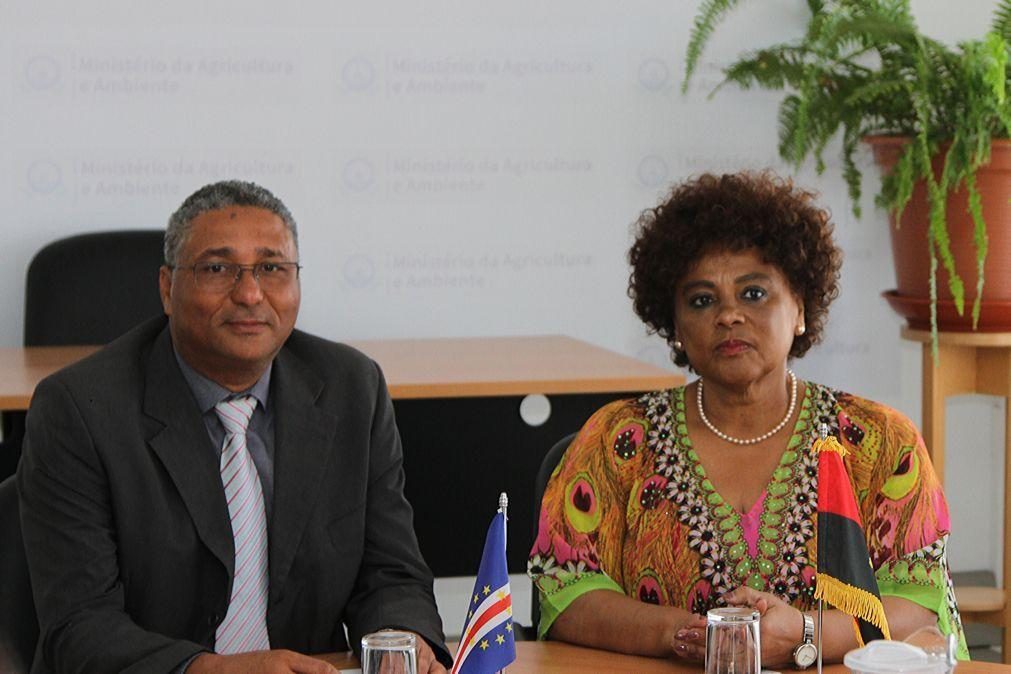 Cabo Verde deteta dois focos da praga dos mil pés em Santiago e reforça prevenção