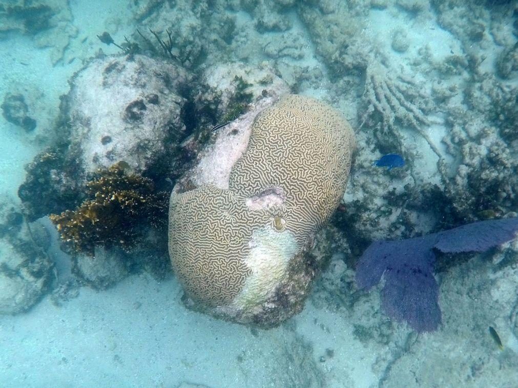 Cerca de 14% dos corais do mundo desapareceram entre 2009 e 2018 - relatório