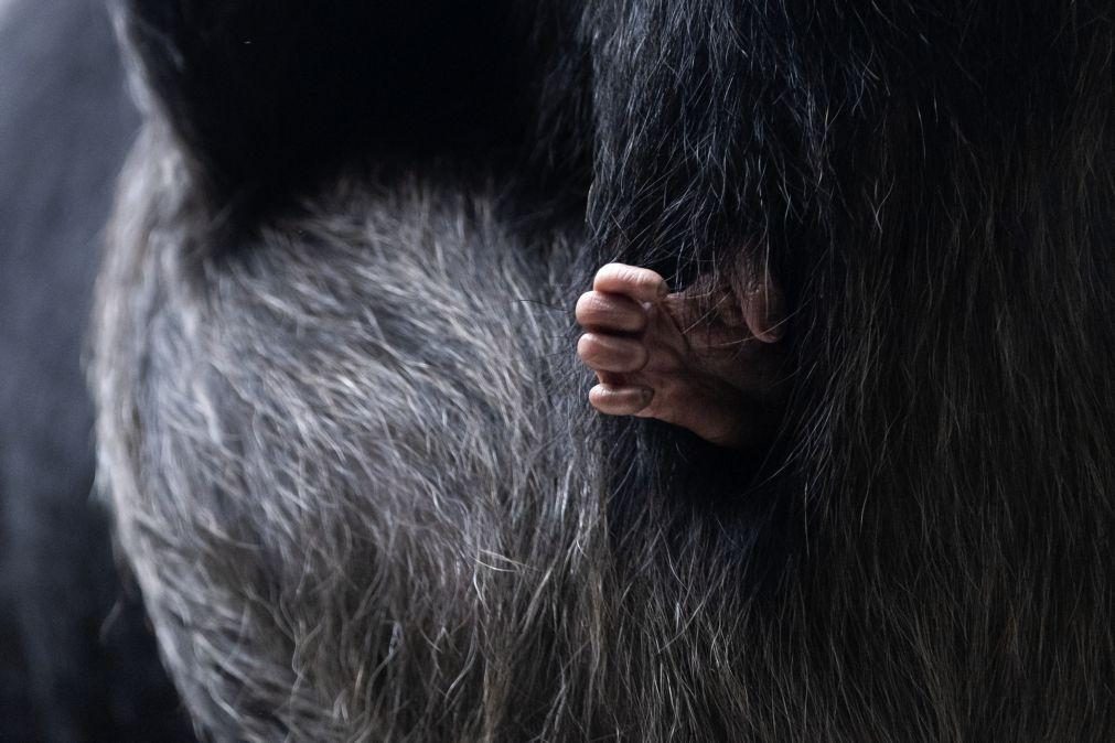 Detetada pela primeira vez lepra em chimpanzés selvagens da Guiné-Bissau e Costa do Marfim