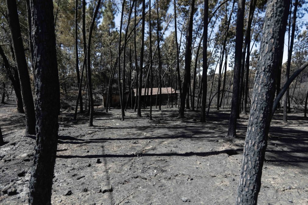 Pedrógão Grande: Forças Armadas disponíveis para ajudar na reconstrução