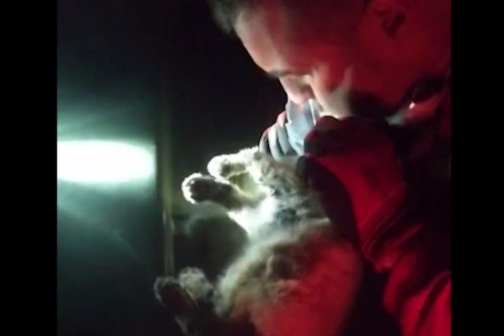 Militar faz respiração boca a boca em gato que inalou cinzas do vulcão Cumbre Vieja [vídeo]