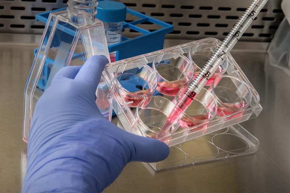 Bactérias do intestino podem influenciar personalidade