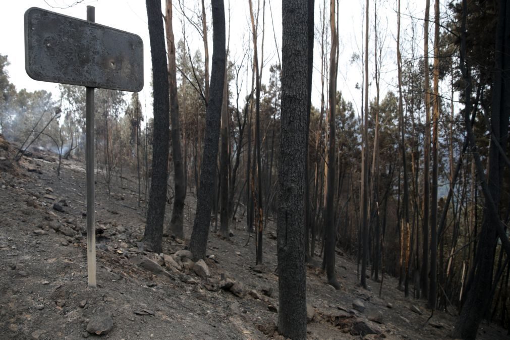Incêndios: Governo reconhece fogos de junho como catástrofe natural e ativa apoio
