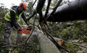 Mau tempo: Queda de árvore corta Linha da Beira Alta