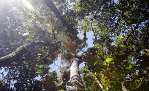 COP26: Ministro do Ambiente da Guiné-Bissau valoriza subscrição de acordo contra desflorestação