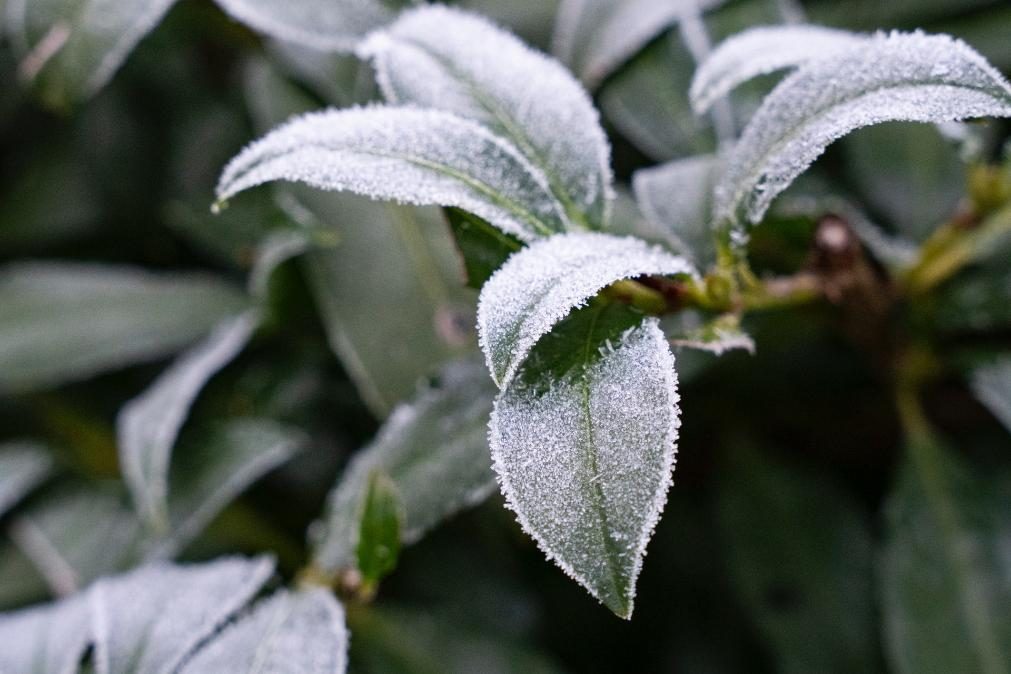 Meteorologia prevê para este domingo geada no Interior mas menos frio