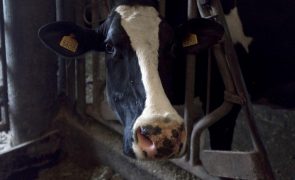 Produtores de leite e carne da ilha Terceira anunciam marcha lenta pelo aumento dos preços