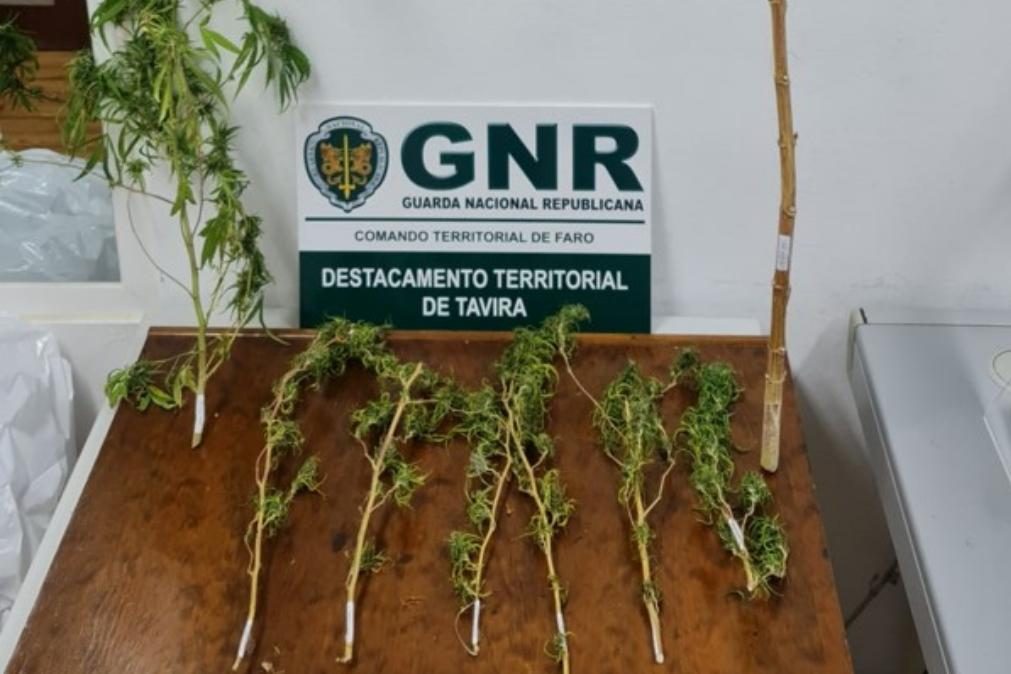 Detido em Vila Nova de Cacela por cultivo de canábis