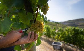 Protetor solar nas vinhas pode ser solução contra alterações climáticas