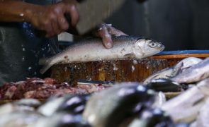 GNR apreende mais de duas toneladas de pescado em Matosinhos
