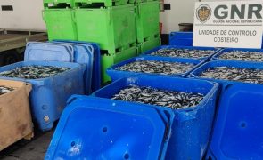 GNR apreende duas toneladas de sardinha e biqueirão por captura em excesso