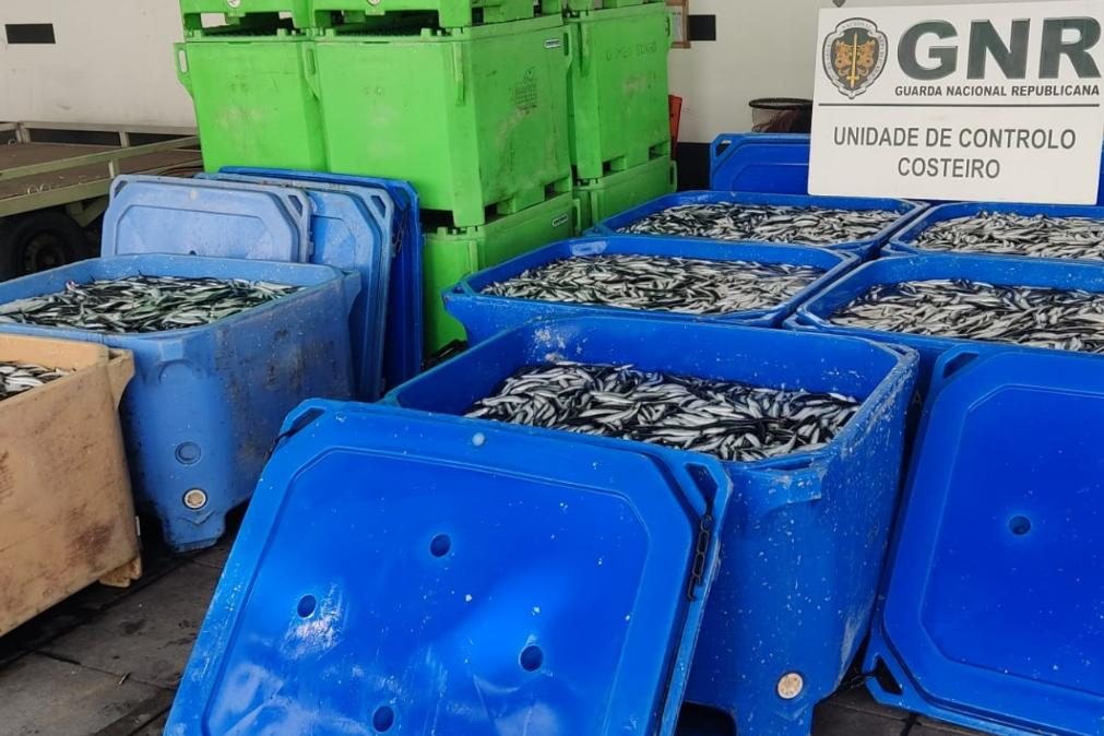 GNR apreende duas toneladas de sardinha e biqueirão por captura em excesso
