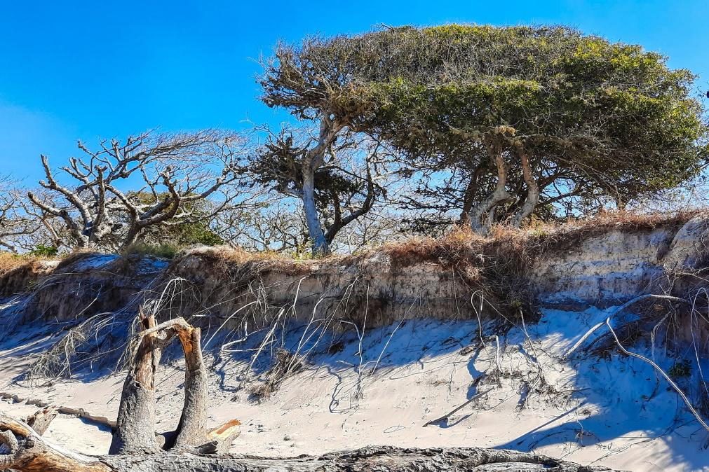 Turista norte-americana encontrada morta em mata de Moçambique