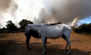 Brasil prende grupo criminoso que vendia carne de cavalo para restaurantes