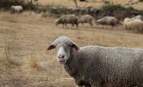 Em Boticas há 1.500 cabras e ovelhas a ajudar a prevenir incêndios rurais
