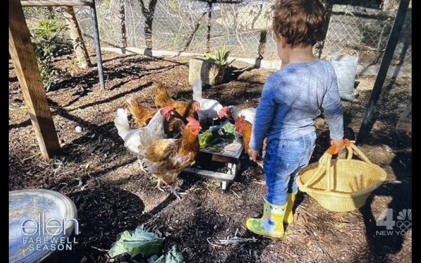 Meghan e Harry Divulgada nova foto de Archie rodeado de galinhas