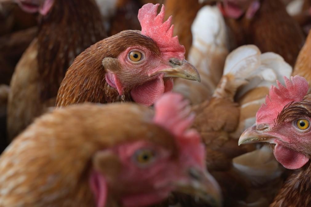 Novos surtos de gripe das aves estão a surgir na Europa