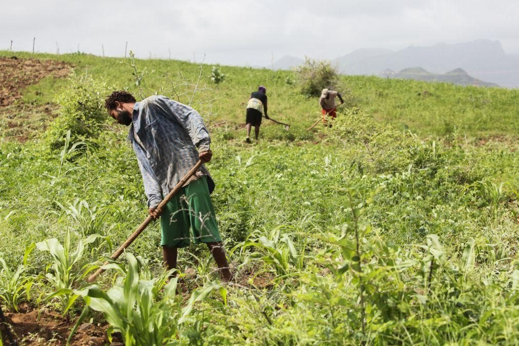 ONG portuguesa ajuda agricultores de Cabo Verde a combater alterações climáticas