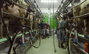 Governo dos Açores vai apoiar redução da produção do leite
