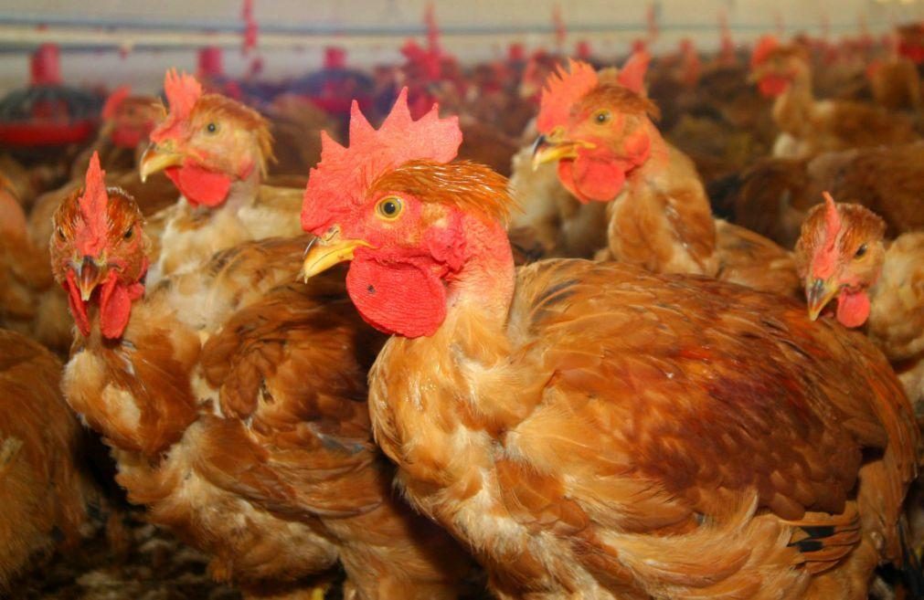 França anuncia surto de gripe aviária em exploração avícola no norte do país