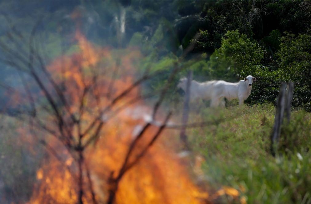 Terras de tribo isolada invadidas para a produção de carne no Brasil