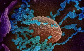 Covid-19: Anticorpos resultantes de infeções não impedem novas infeções com Ómicron