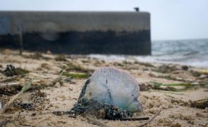 IPMA alerta para caravelas-portuguesas avistadas em praias do continente e dos Açores