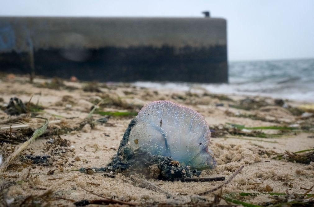 IPMA alerta para caravelas-portuguesas avistadas em praias do continente e dos Açores