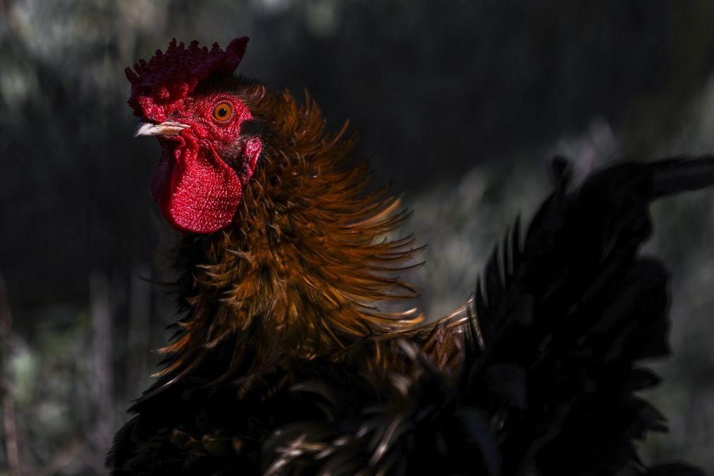 Gripe das aves detetada em Portugal e medidas de controlo já foram ativadas