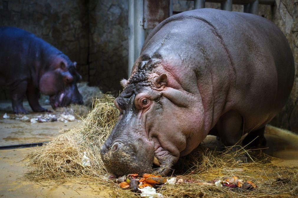 Covid-19: Zoo da Bélgica deteta primeiros casos de infeção em hipopótamos