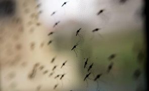 Pandemia fez aumentar casos e mortes por malária, mas pior cenário foi evitado