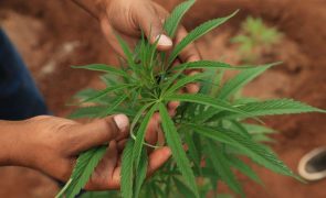 PJ são-tomense desmantela plantação de cannabis e recolhe 260 quilos de plantas