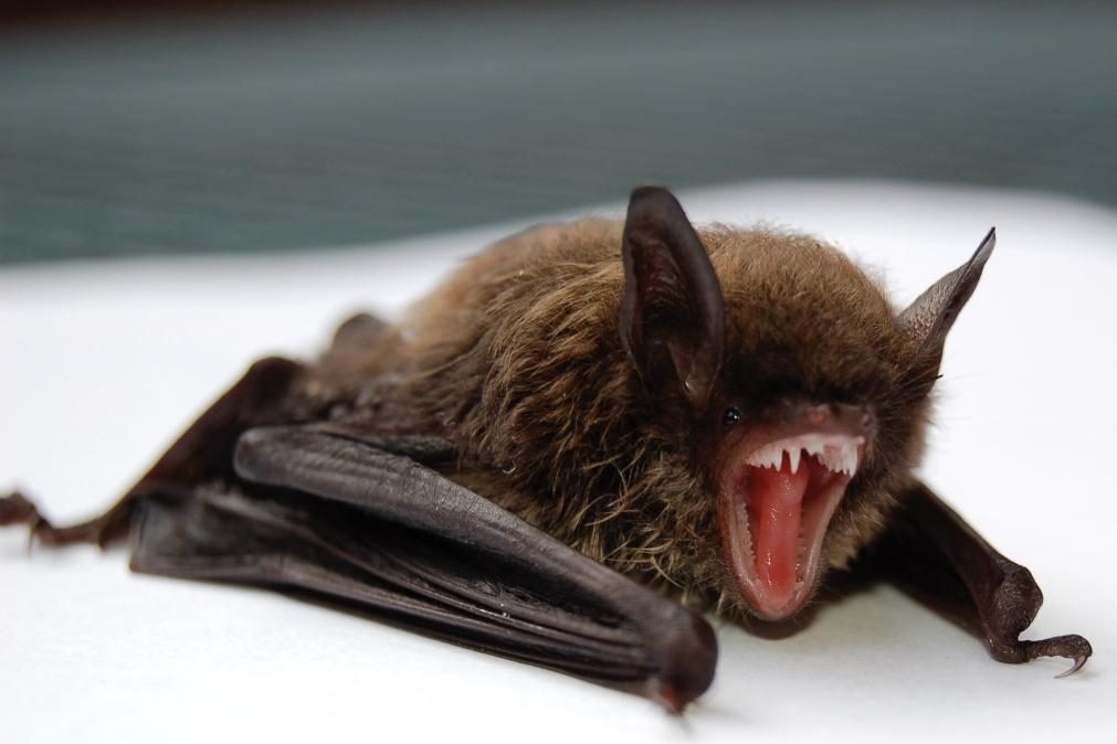 Por que passam os morcegos doenças aos humanos?