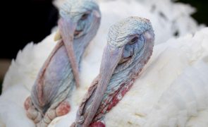 Detetado novo foco de gripe das aves em Portugal