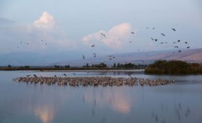 Surto de gripe as aves mata pelo menos 5.200 grous migratórios em Israel