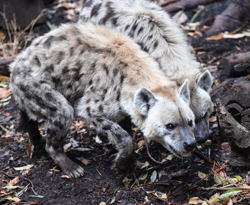 Grupo de hienas mata duas pessoas no Quénia